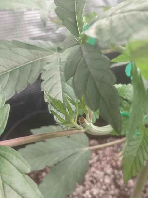 Original Sensible's Zingatsu. Week 5