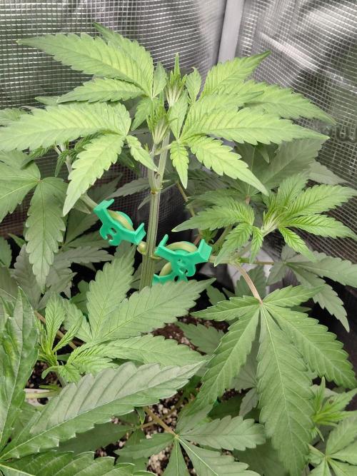 Spliff's Strawberry. Week 5