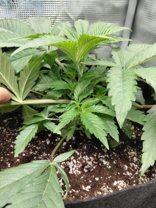 Exotic Seed's Malasaña Gelato. Week 5