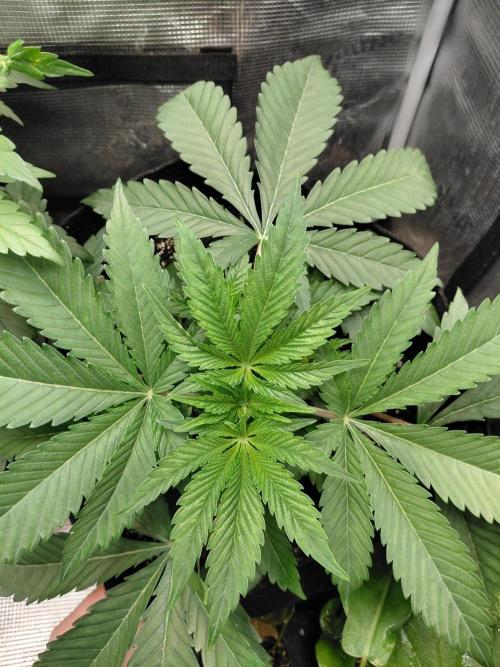 Exotic Seed's Malasaña Gelato. Week 5