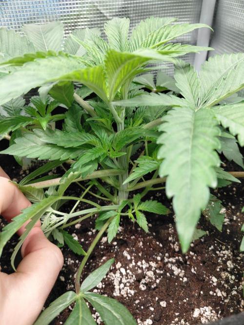 Exotic Seed's Malasaña Gelato. Week 5