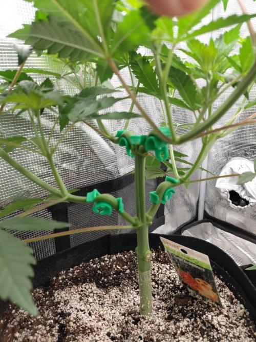 Spliff's Strawberry. Week 6