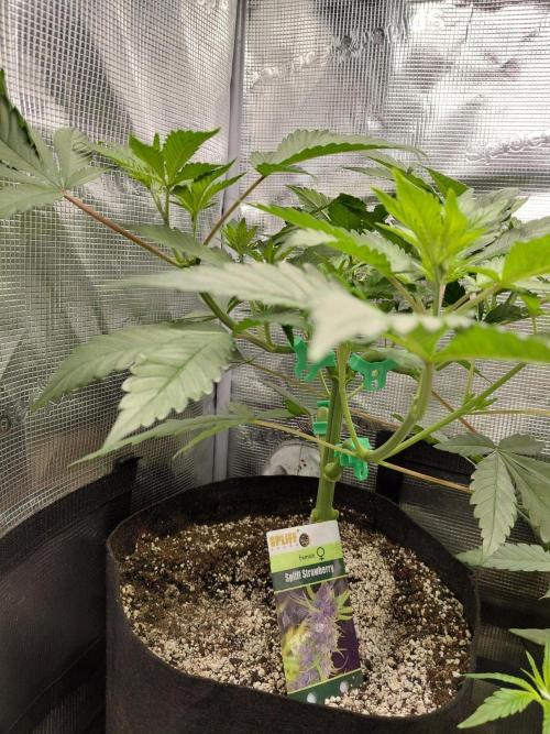 Spliff's Strawberry. Week 6