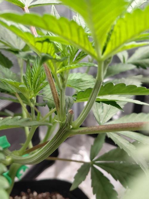 Spliff's Strawberry. Week 6