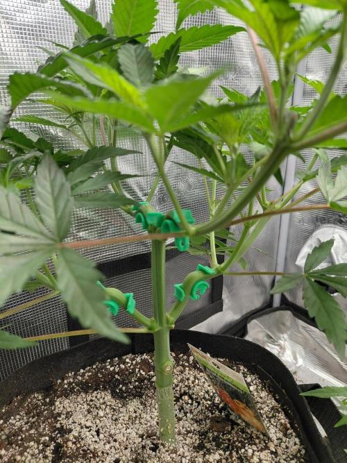 Spliff's Strawberry. Week 6