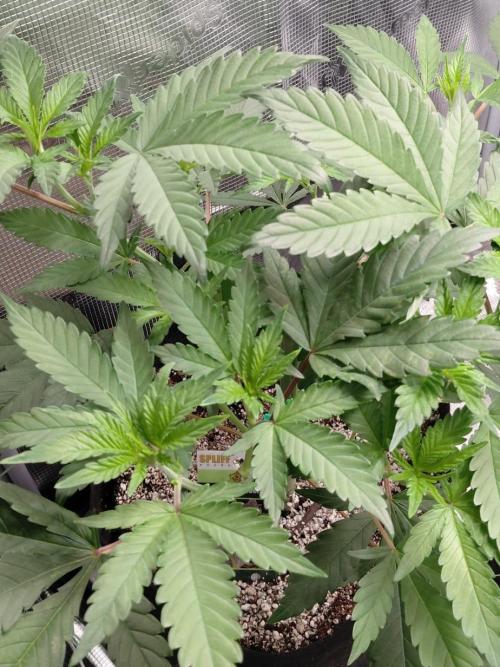 Spliff's Strawberry. Week 6