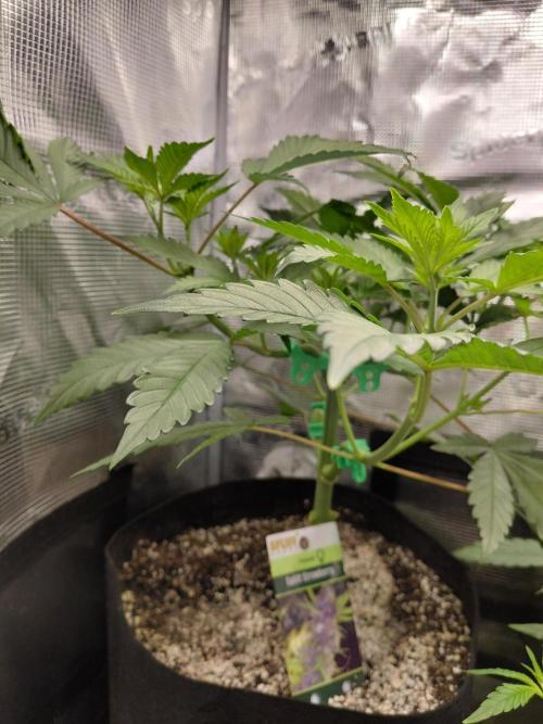 Spliff's Strawberry. Week 6