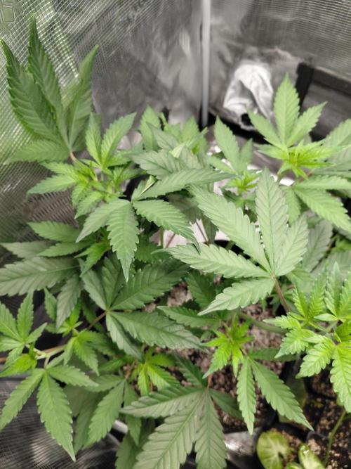 Spliff's Strawberry. Week 6