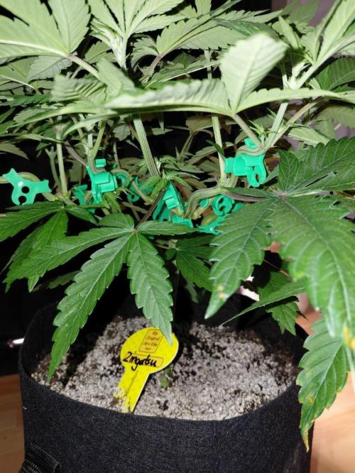 Original Sensible's Zingatsu. Week 6