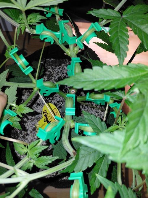 Original Sensible's Zingatsu. Week 6