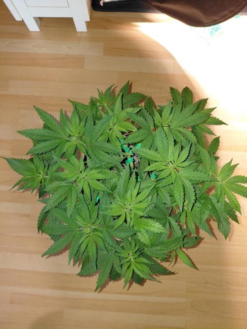 Original Sensible's Zingatsu. Week 6