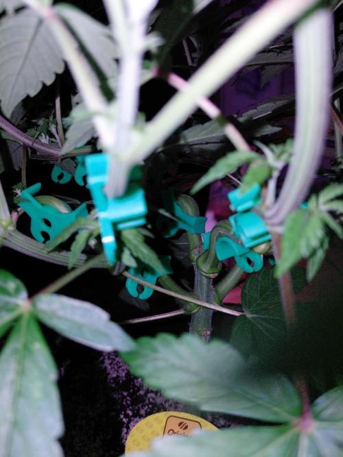 Original Sensible's Zingatsu. Week 6