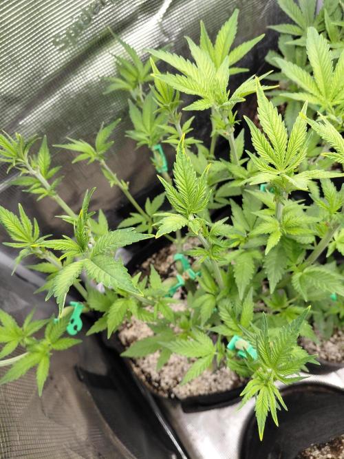 Original Sensible's Zingatsu. Week 7