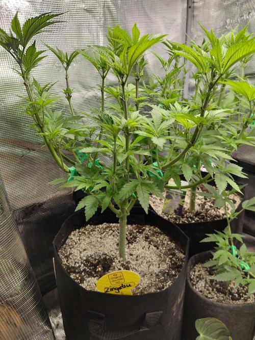 Original Sensible's Zingatsu. Week 7