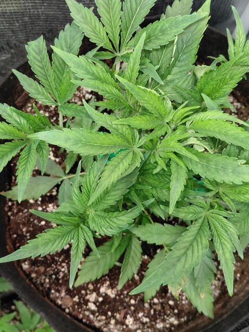 Exotic Seed's Malasaña Gelato. Week 6