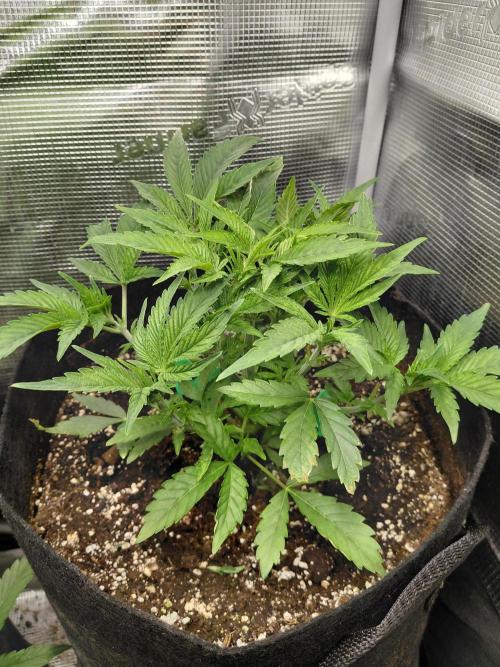 Exotic Seed's Malasaña Gelato. Week 6