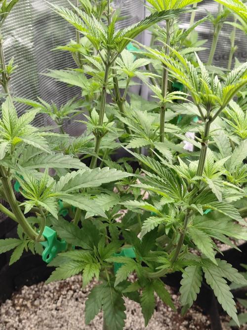 Original Sensible's Zingatsu. Week 7