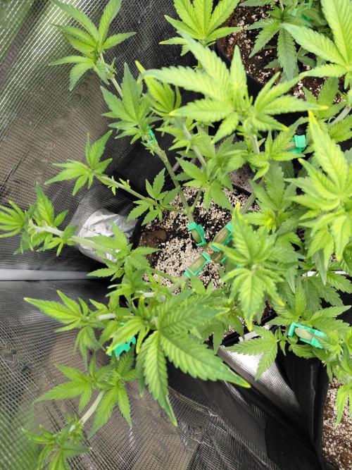 Spliff's Strawberry. Week 7