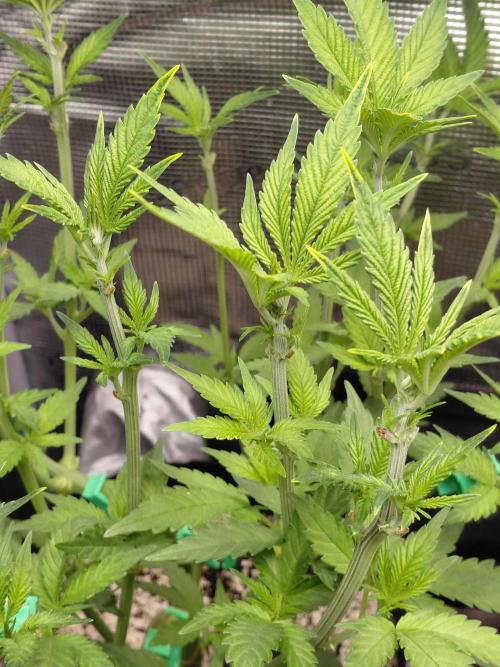 Spliff's Strawberry. Week 7