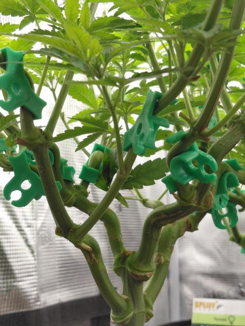 Original Sensible's Zingatsu. Week 7