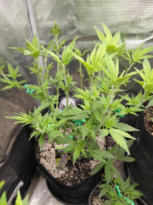 Spliff's Strawberry. Week 7