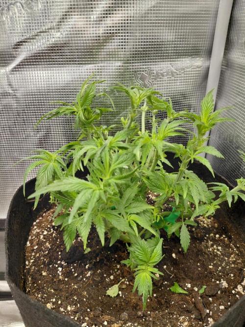 Exotic Seed's Malasaña Gelato. Week 7