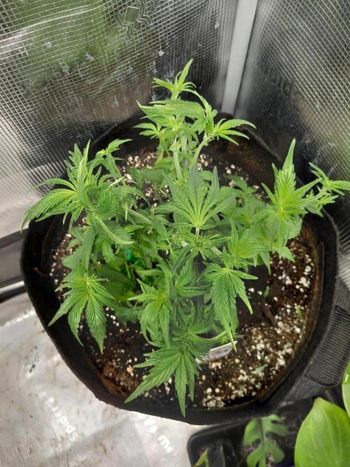 Exotic Seed's Malasaña Gelato. Week 7
