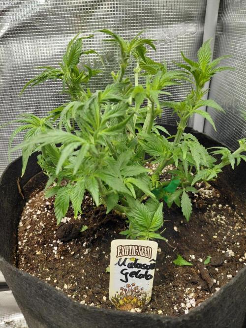 Exotic Seed's Malasaña Gelato. Week 7