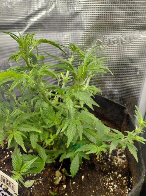 Exotic Seed's Malasaña Gelato. Week 7
