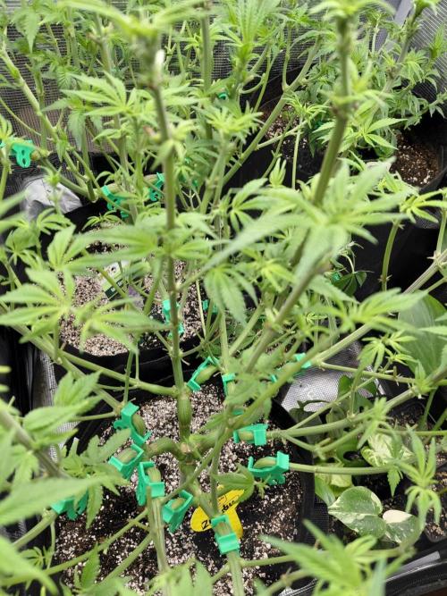 Original Sensible's Zingatsu. Week 8