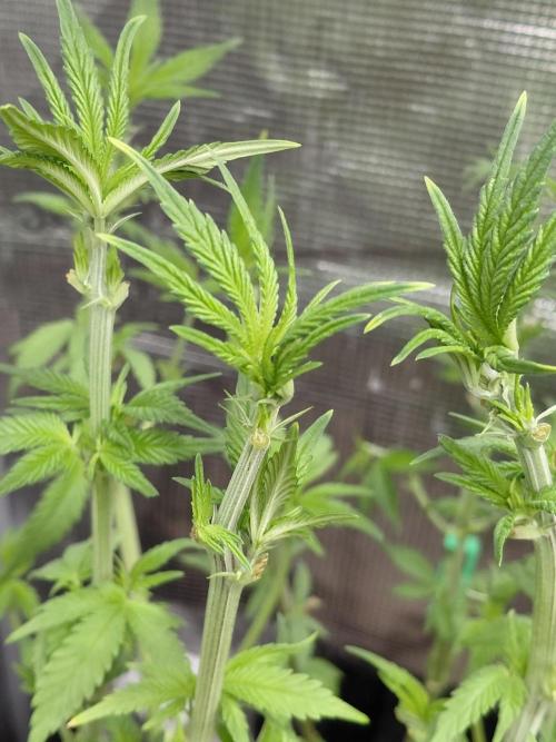 Spliff's Strawberry. Week 8