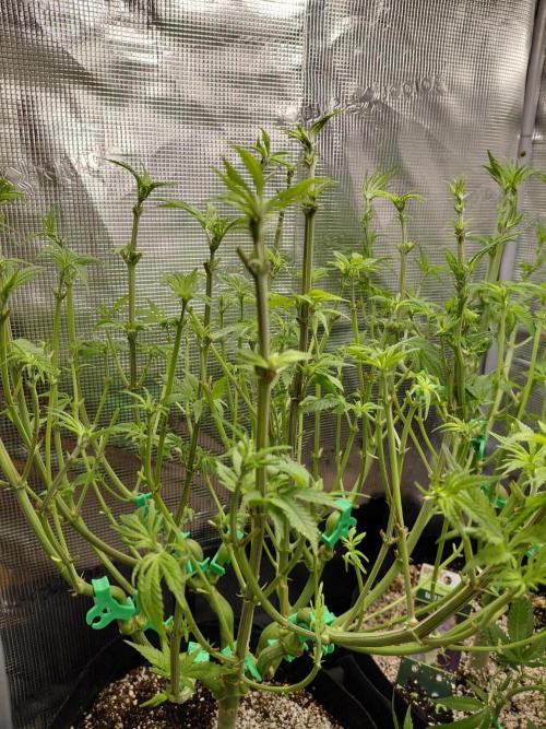 Original Sensible's Zingatsu. Week 8