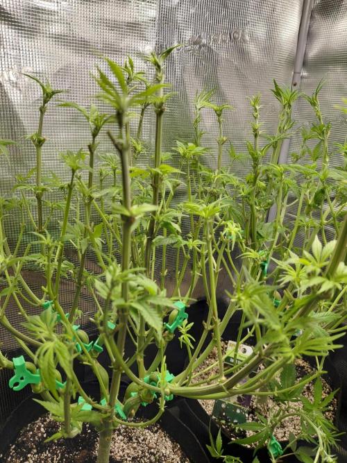 Original Sensible's Zingatsu. Week 8