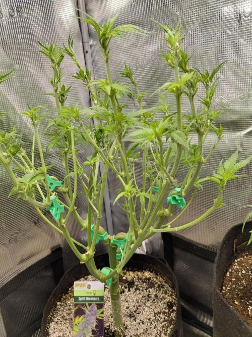 Spliff's Strawberry. Week 8