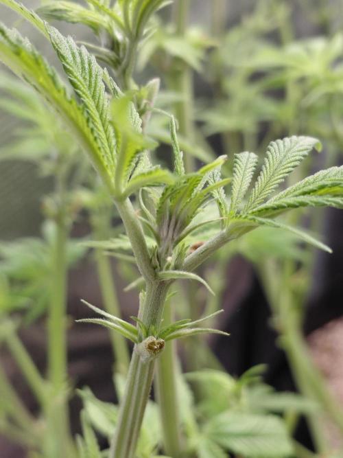 Original Sensible's Zingatsu. Week 8