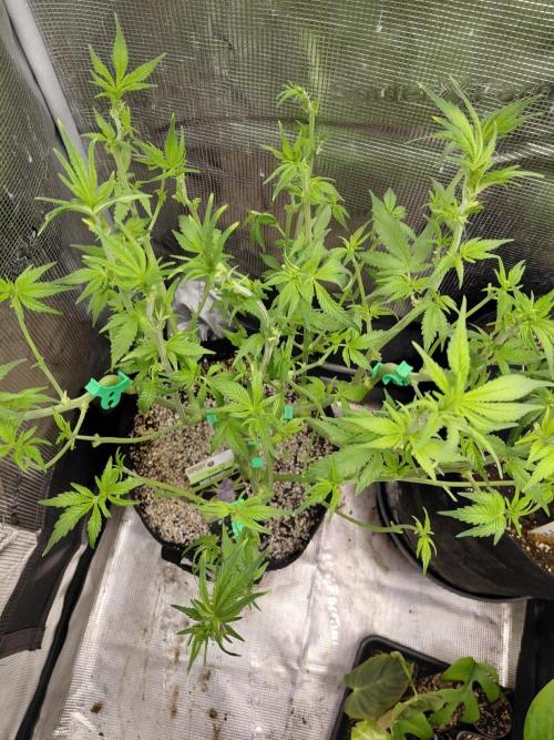 Spliff's Strawberry. Week 8