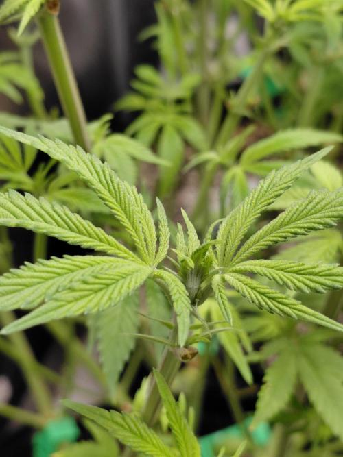 Original Sensible's Zingatsu. Week 8