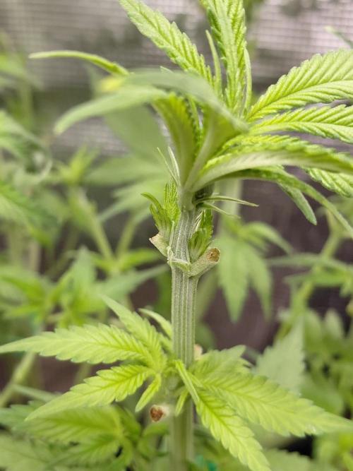 Spliff's Strawberry. Week 8