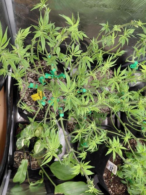 Original Sensible's Zingatsu. Week 8