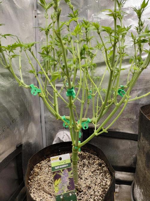 Spliff's Strawberry. Week 8