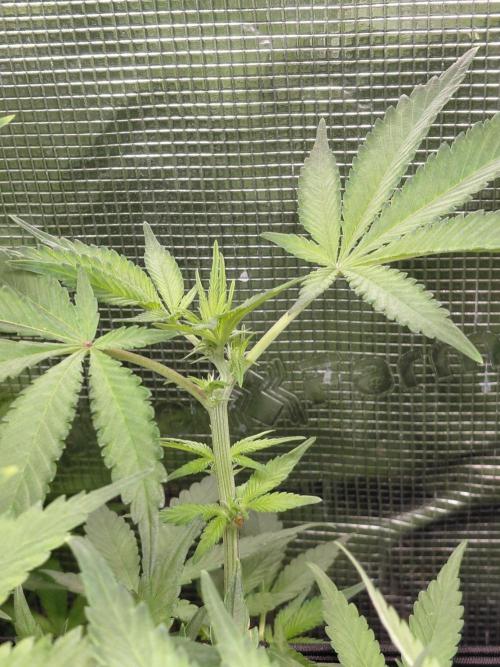 Spliff's Strawberry. Week 9