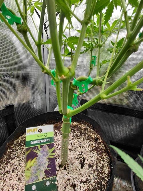 Spliff's Strawberry. Week 9