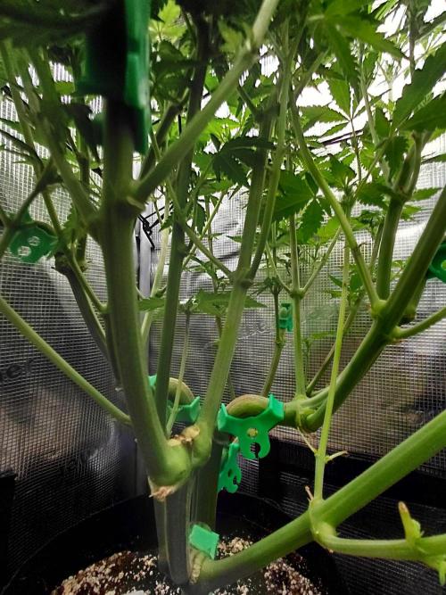 Spliff's Strawberry. Week 9