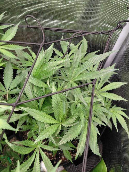 Exotic Seed's Malasaña Gelato. Week 8