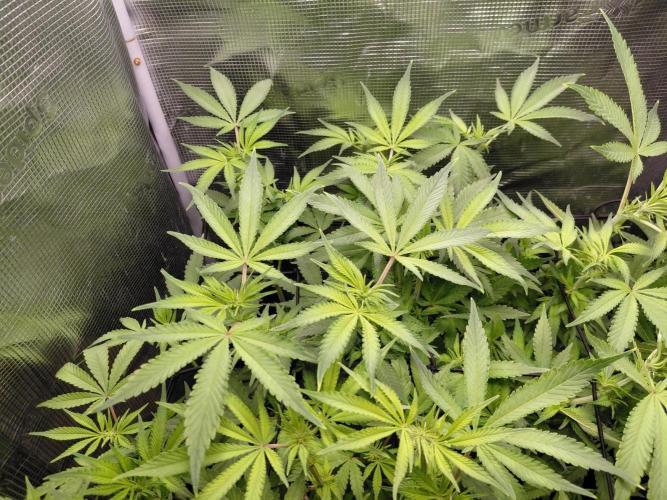 Spliff's Strawberry. Week 9
