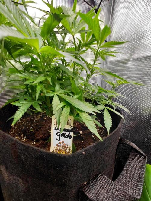 Exotic Seed's Malasaña Gelato. Week 8