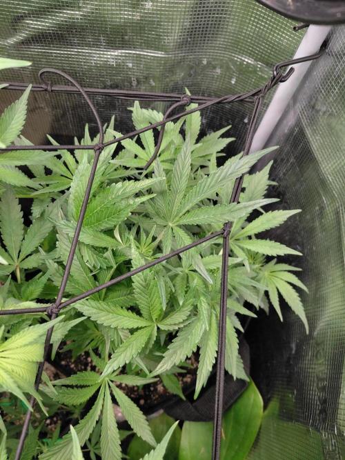 Exotic Seed's Malasaña Gelato. Week 8
