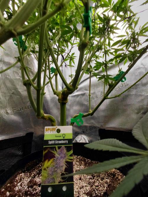 Spliff's Strawberry. Week 10