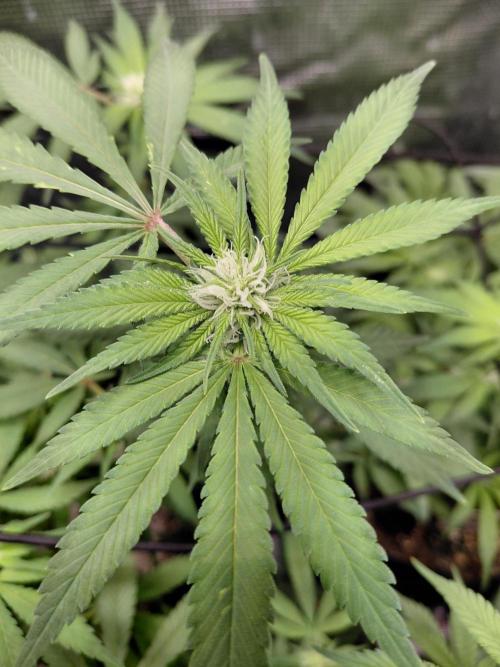 Spliff's Strawberry. Week 10
