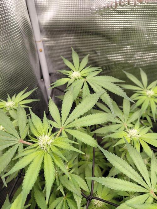 Spliff's Strawberry. Week 10